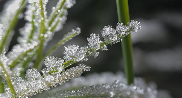 -5C tonight in parts, but no more snow, say forecasters