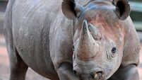 Irishman jailed for trafficking rhinoceros horns