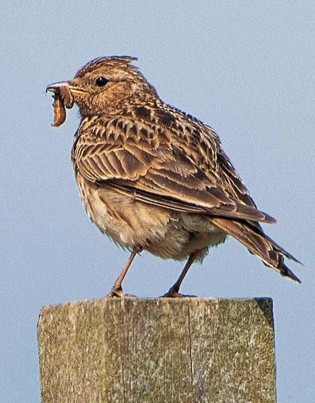 Skylarks feed on grass seeds and grain from cereal crops but need protein from invertebrates during nesting season. Picture: RSPB/PA Wire