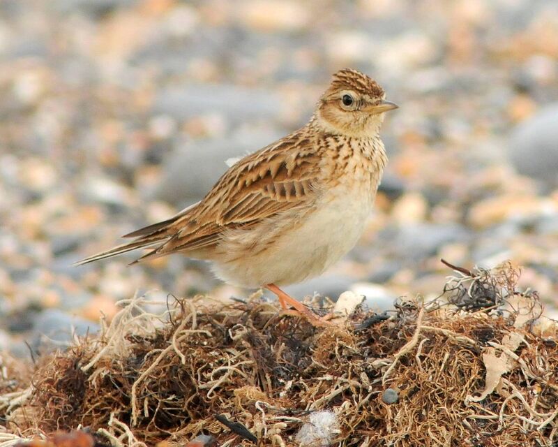There are now 30% fewer skylarks in Ireland than there were in the 1970s. Picture: Michael Finn/Birdwatch Ireland