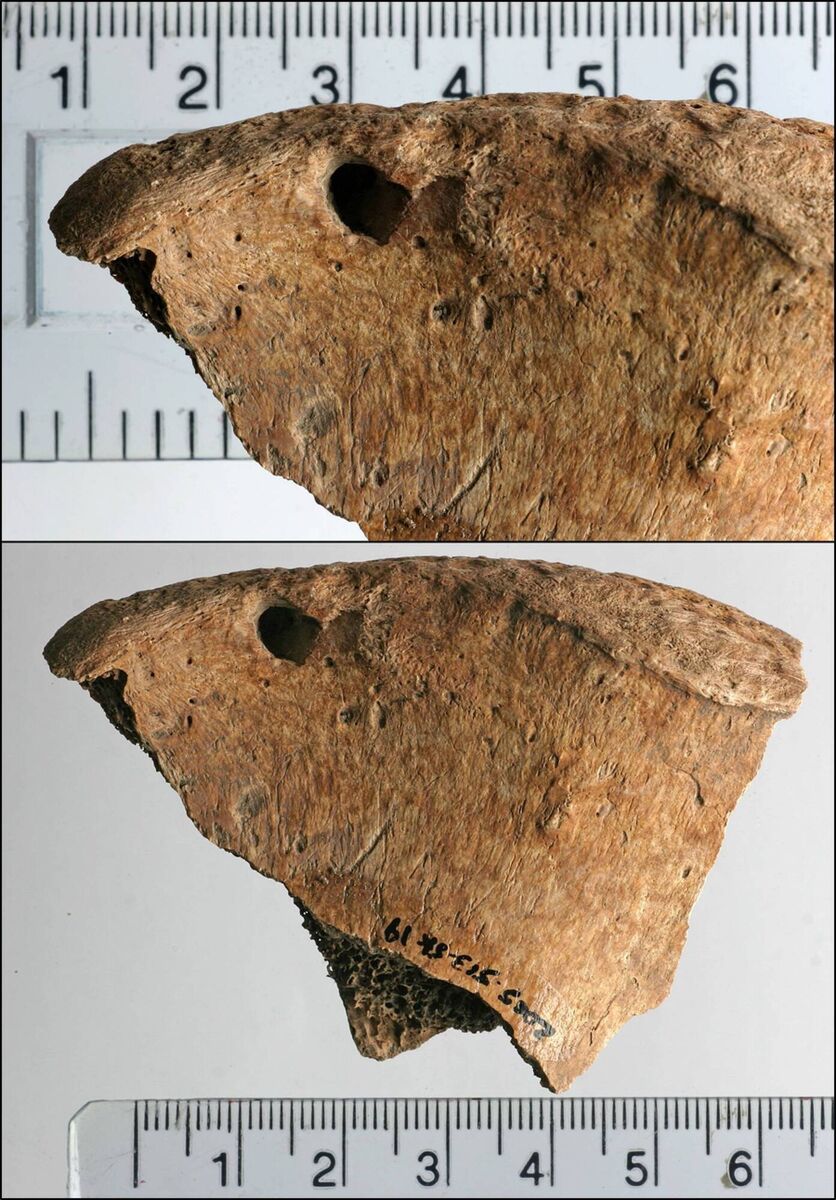 Lesions on the left iliac spine of 6DT19 [images from doi.org/10.1371/journal.pone.0319847]
