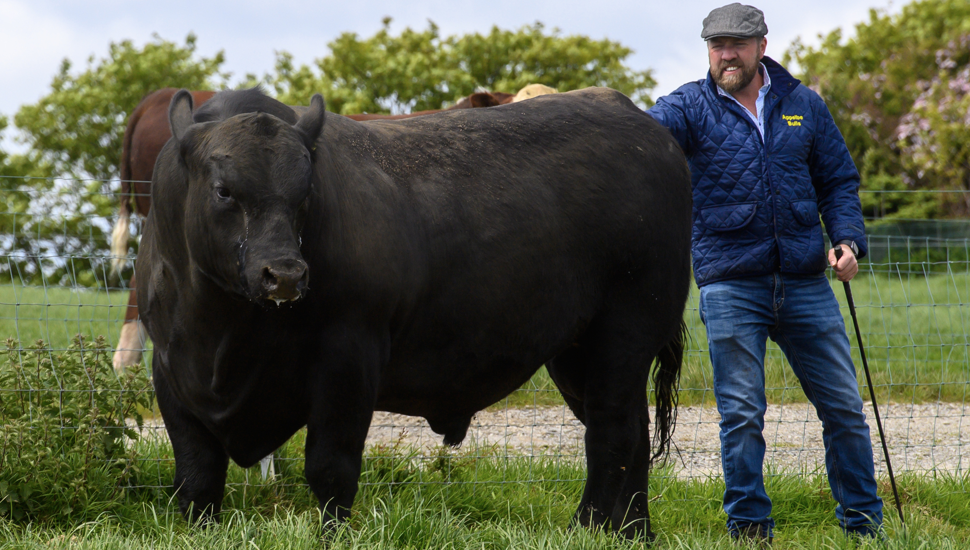 The Cork pedigree cow breeder who has expanded from the Irish market to the US and Europe
