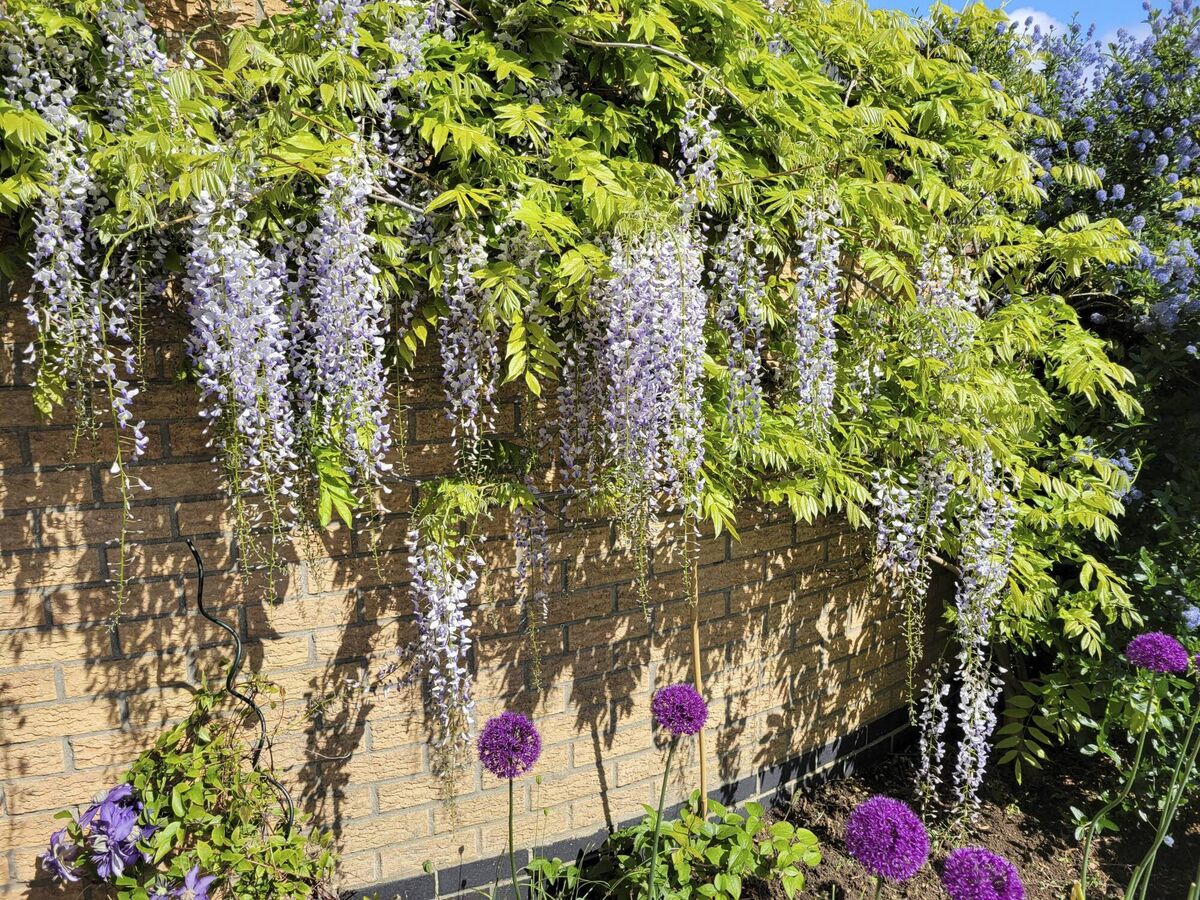 Wisteria against a walled garden. File picture