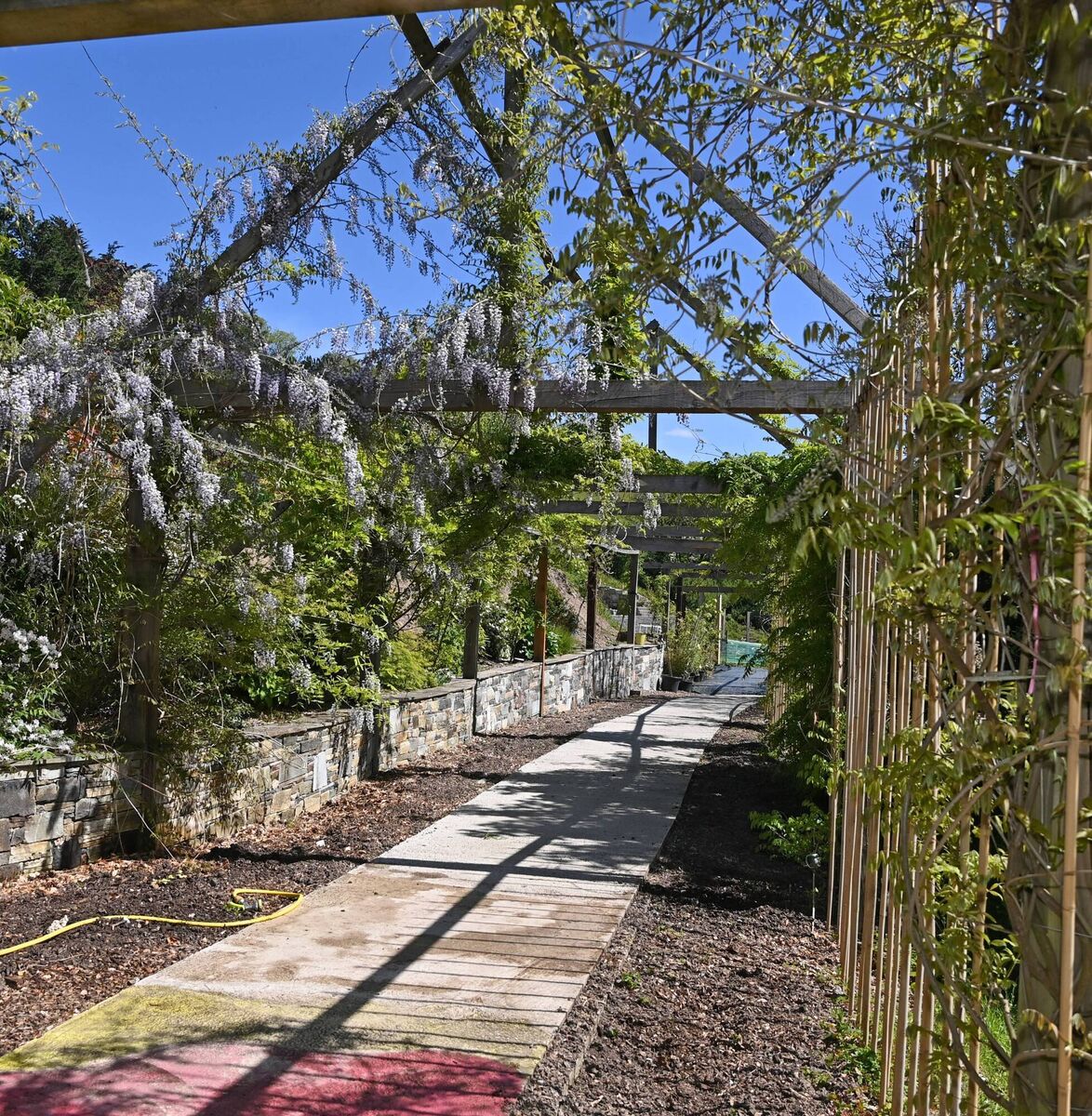 The wisteria tunnel at Curraghbeg Plant Nursery. Picture: Eddie O'Hare
