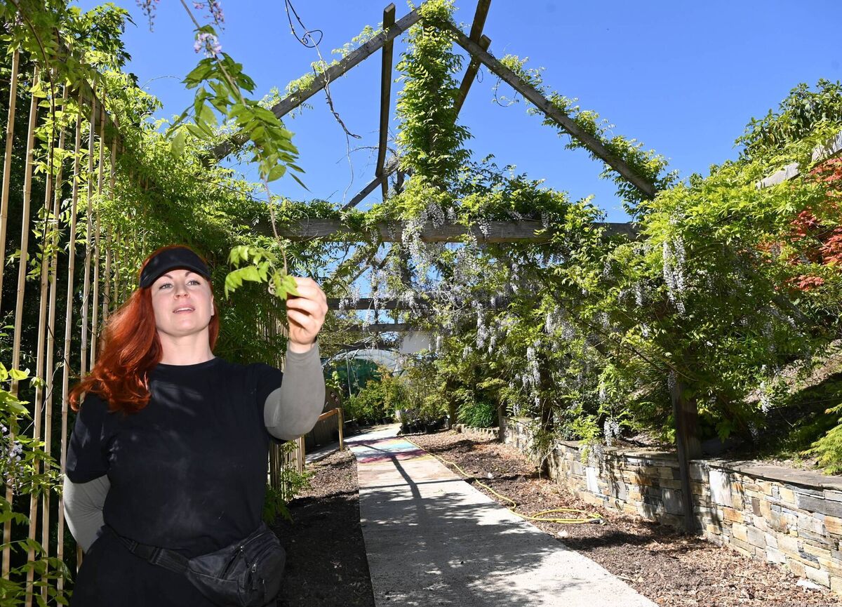 Aimee O'Callaghan, horticulturist, in the wisteria tunnel at Curraghbeg Plant Nursery.