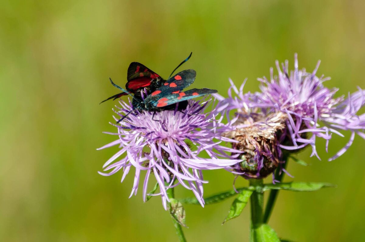 A six-spot burnet moth sitting on knapweed
