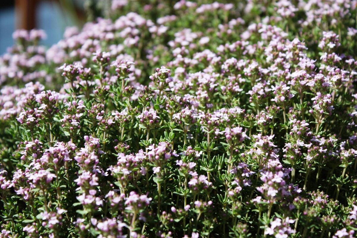 Thyme in flower — ants that climb into tiny thyme flowers act as pollinators. Picture Thinkstock/PA