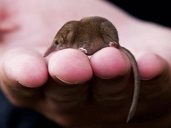 Native pygmy shrew — they act as pollinators when they brush through clover. Picture: NFF Caption