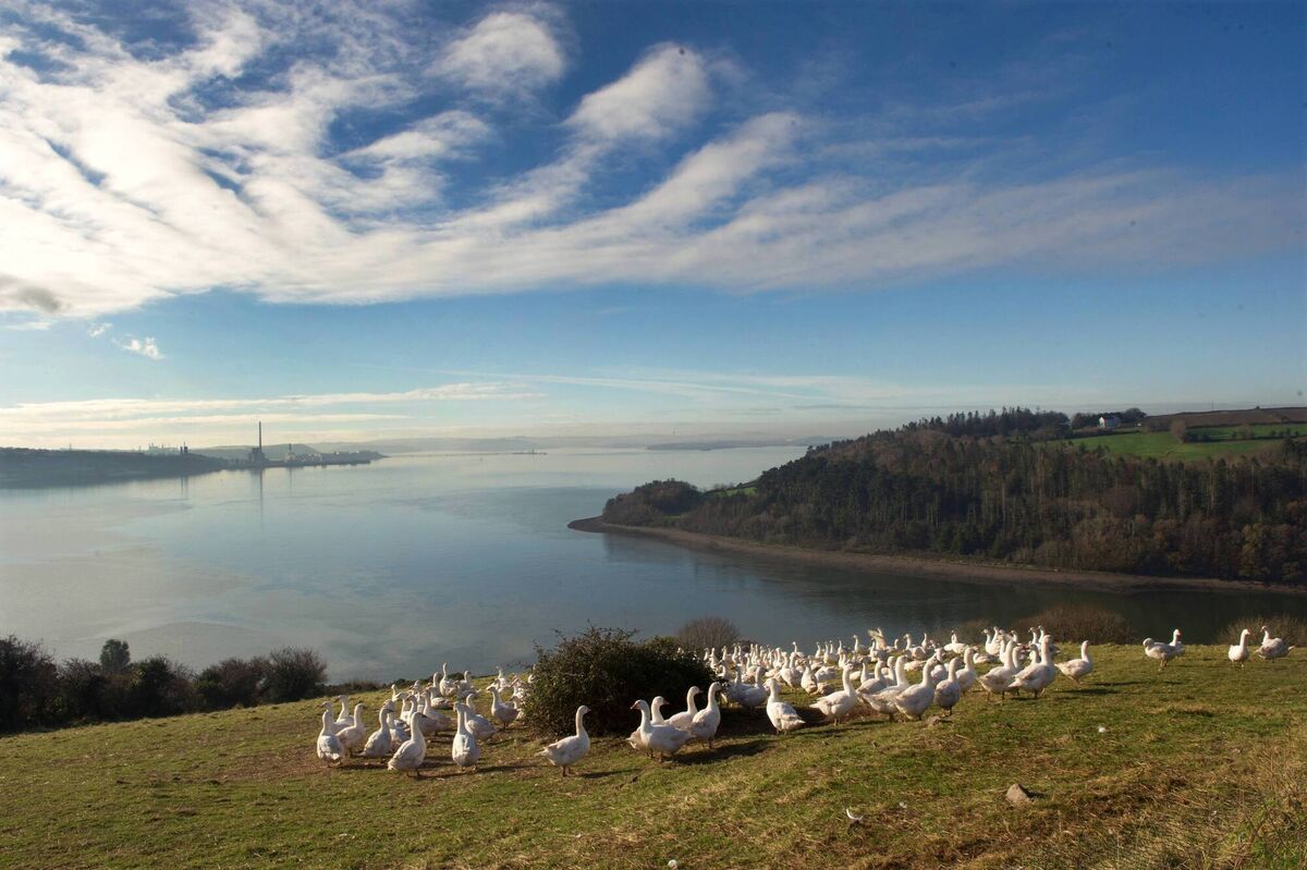 Geese enjoy the early morning sunshine near Midleton, Co Cork. Picture: Dan Linehan Geese enjoy the early morning sunshine near Midleton, Co Cork. Picture: Dan Linehan