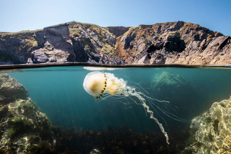 A still from Ocean With David Attenborough.
