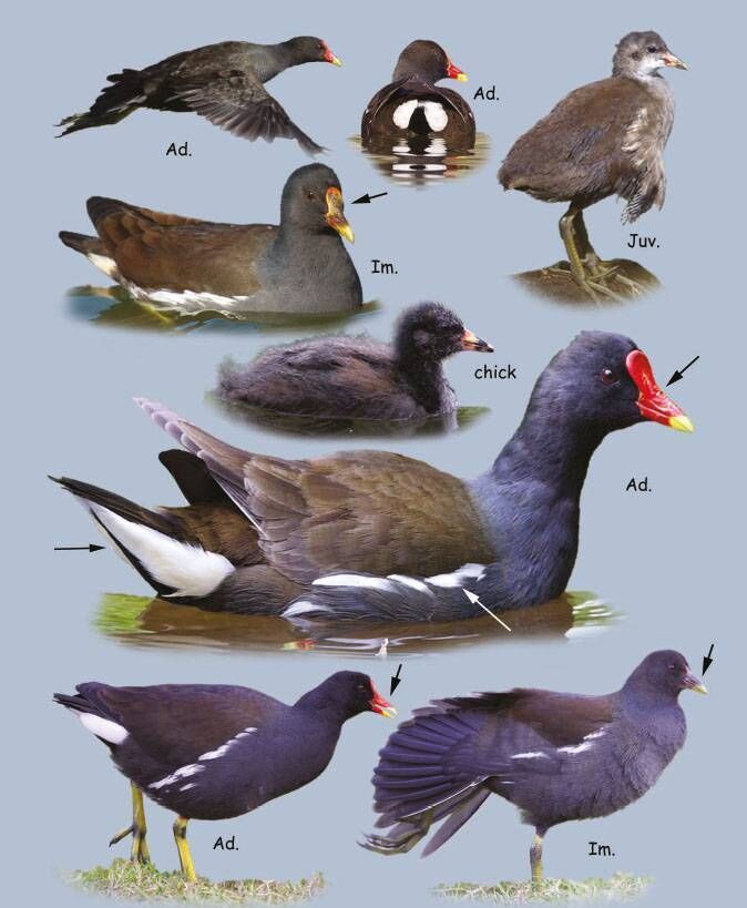 Birds of Ireland: Moorhen