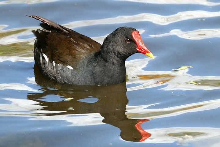 A moorhen has a wingspan of about 50-55 centimetres