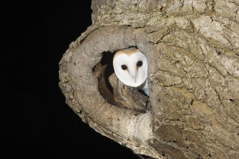 Barn owl (scréachóg Reilige / Tyto alba). Picture: Mike Brown 