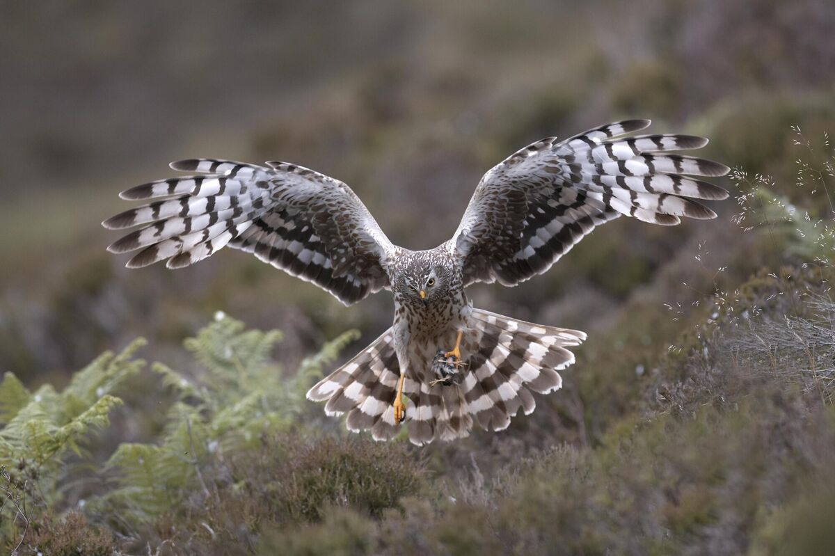 Hen harrier Hen harrier