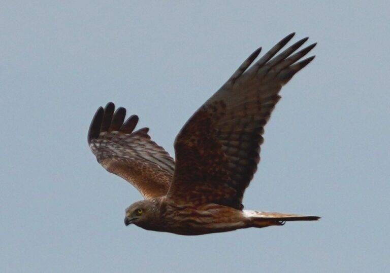 Australian swamp harrier. Picture: Mike Lee, Flinders University/SA Museum 