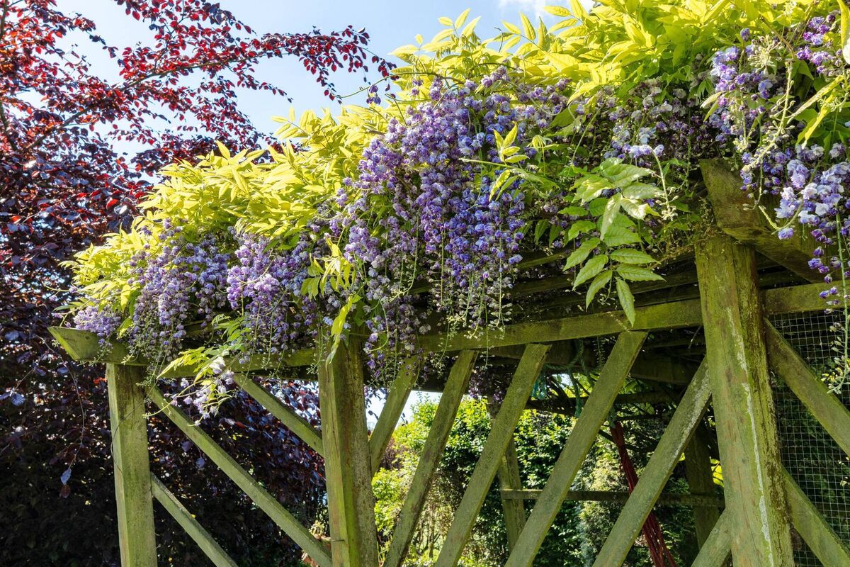 Pergola overhung with wisteria in the grounds at Westlake