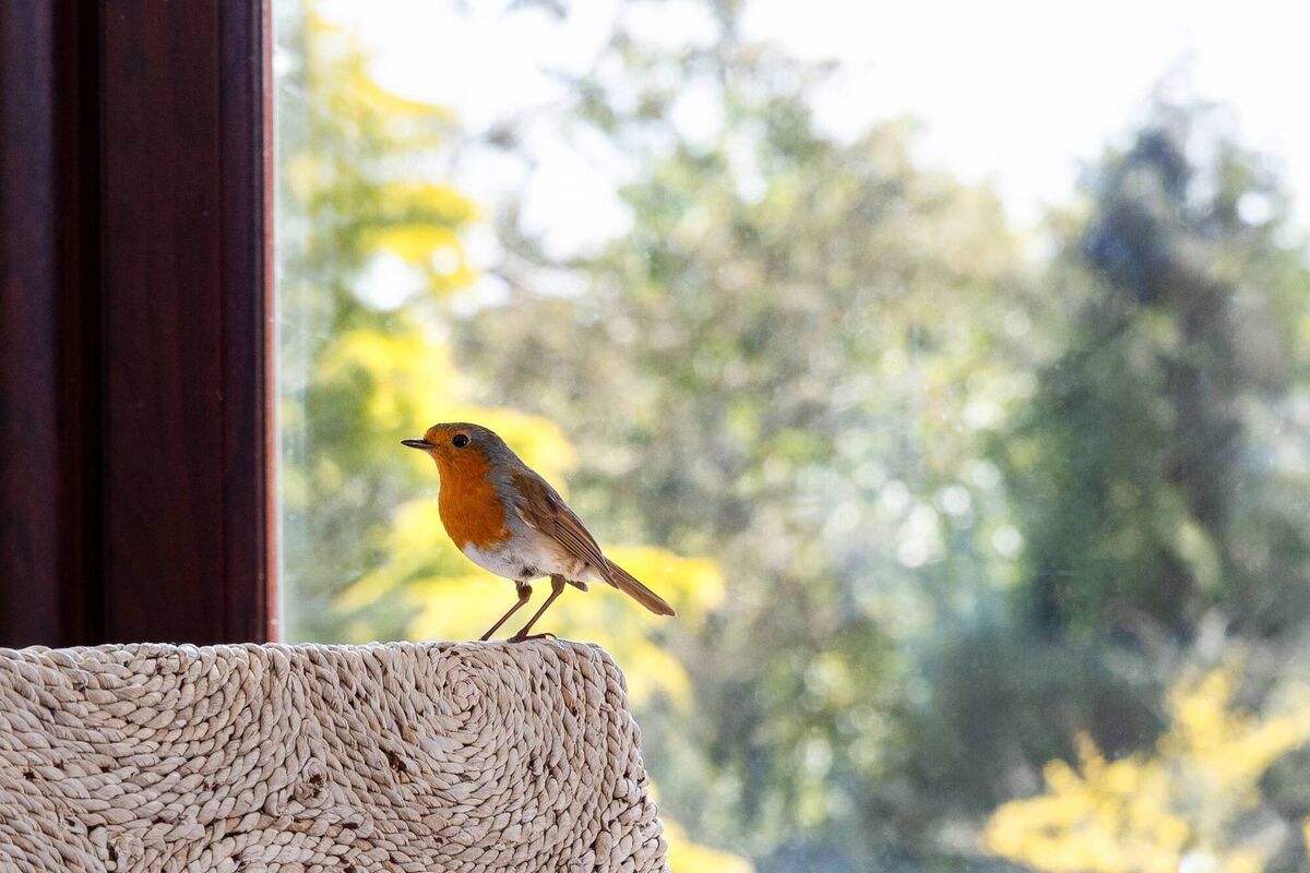 The resident robin at Westlake