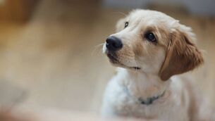 <p>Joanna Fortune: "Taking a dog into your family means integrating the dog into the family unit. But this requires advanced planning and getting your home and your family members ready for the new arrival."</p>