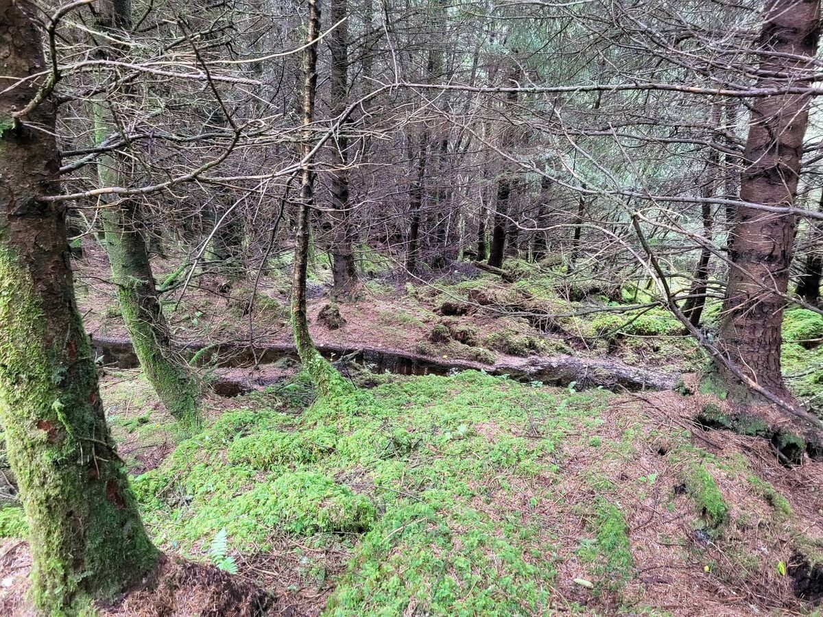 Conifers on drained peatland are a 'legacy' problem that has yet to be resolved