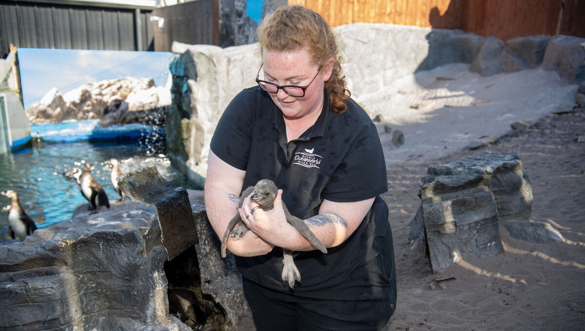 Maria Foley, of Dingle Oceanworld, looks after one of the baby chicks. Picture: Domnick Walsh © Eye Focus LTD