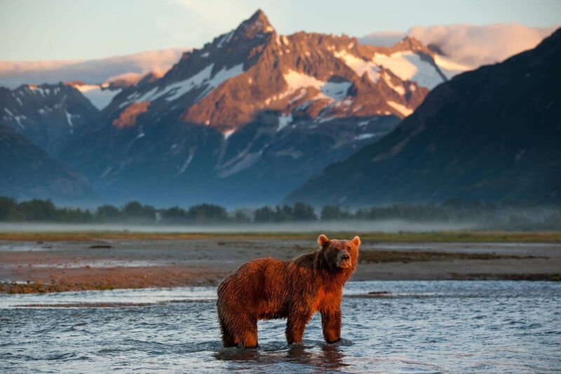 Witness incredible moments of nature, like a long grizzly standing in the river at sunset, framed by dramatic mountains