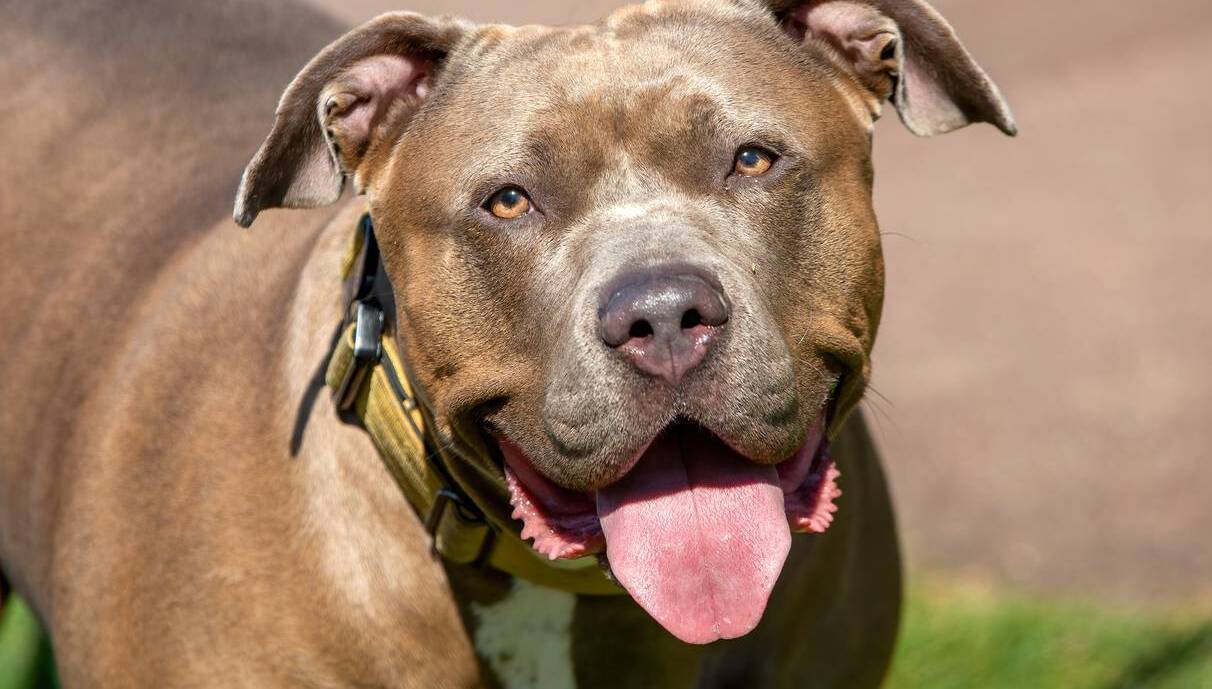 Almost 50 XL bully dogs surrendered as breed ban enforcement ramps up