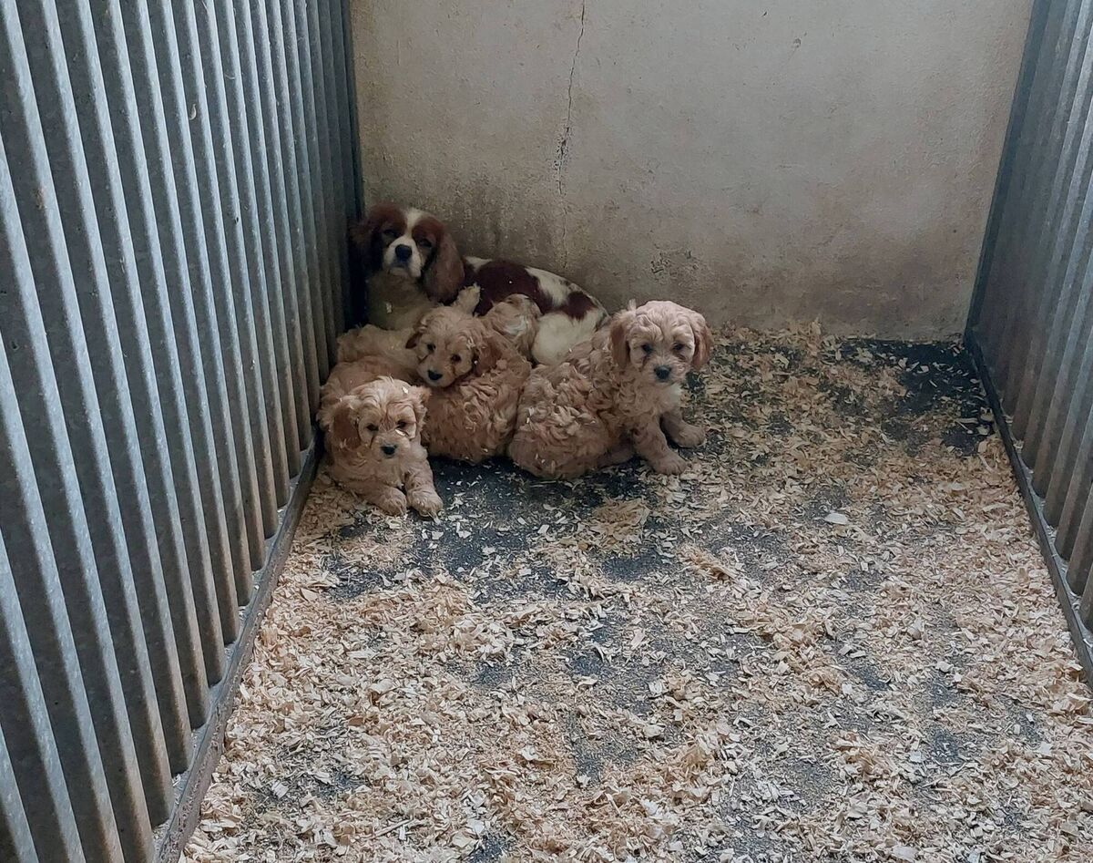 Inside unlicensed breeding operations, female dogs are bred over and over, sometimes re-impregnated just weeks after giving birth. The damage to their bodies and minds is immense. Picture: ISPCA
