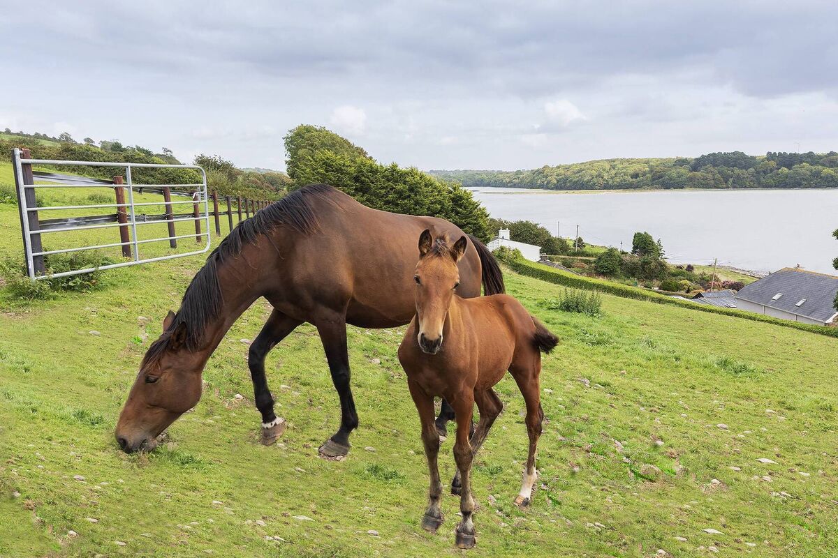 Mane attraction at Seaview Stables Mane attraction at Seaview Stables