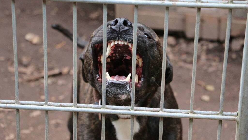 Cork man fined €300 for failing to have muzzle on pitbull terrier after walker reported him to gardaí