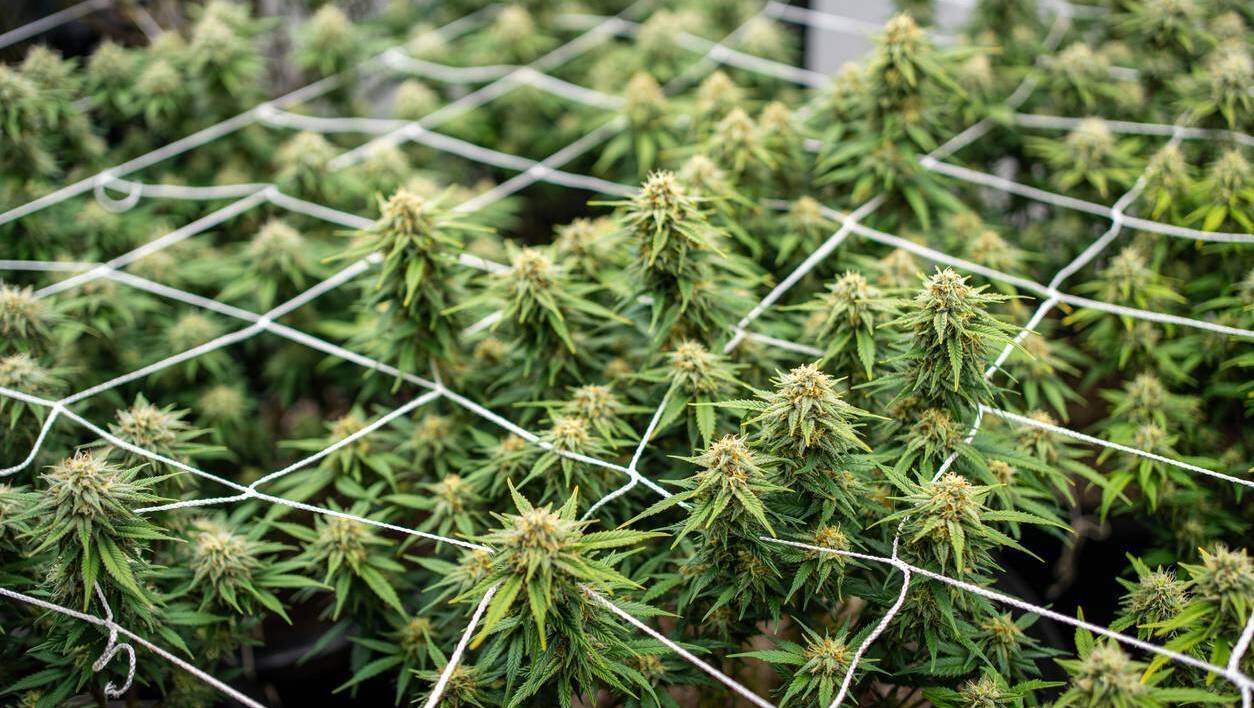 Haribo recalls sweets in the Netherlands after traces of cannabis found