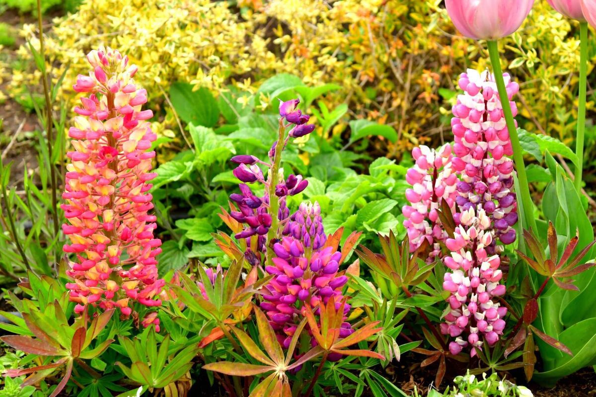 Lupinus, commonly known as lupins. File picture 