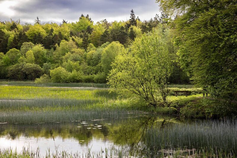 Curragh Chase in Limerick has over 300 hectares of woodland walks, lakes, and the ruins of a big house, the former home of the deVere family.