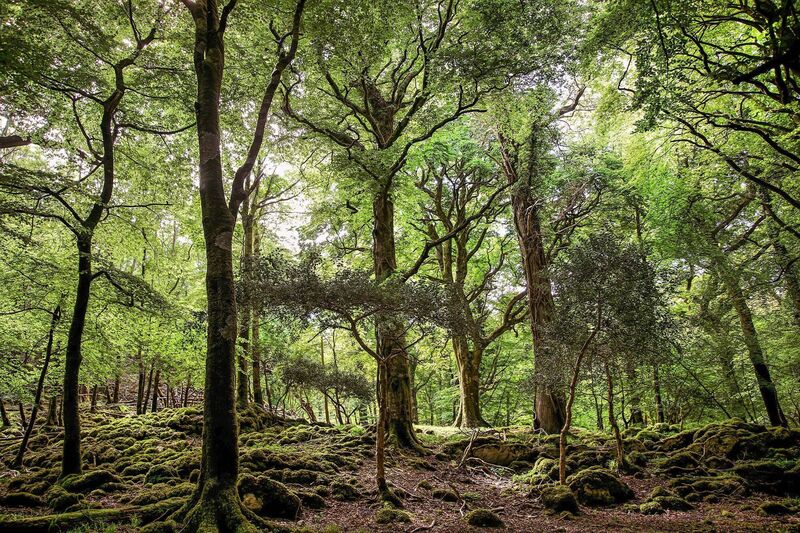 Muckross and Torc Forest is a popular area within Killarney National Park, offering scenic trails, waterfalls, and historical attractions.