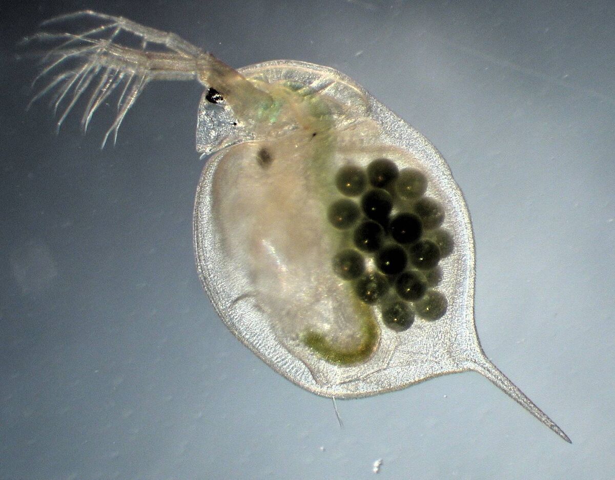 Daphnia magna (water flea). Picture: Dieter Ebert Daphnia magna (water flea). Picture: Dieter Ebert