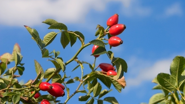 Shooting from the hip: How rosehips can benefit our health