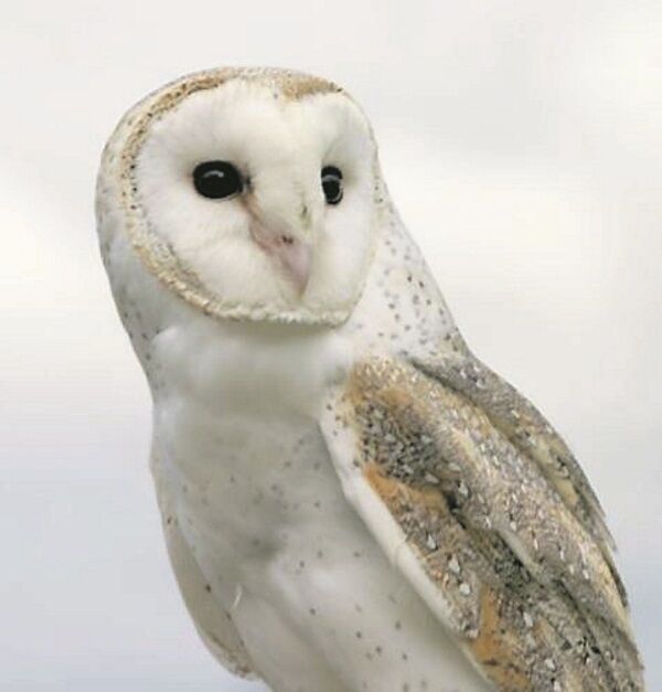Barn owls are almost unique among night predators in being mainly white. Barn owls are almost unique among night predators in being mainly white.