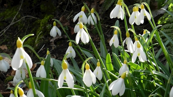 Snowdrop patrol: Why all roads will lead to County Carlow