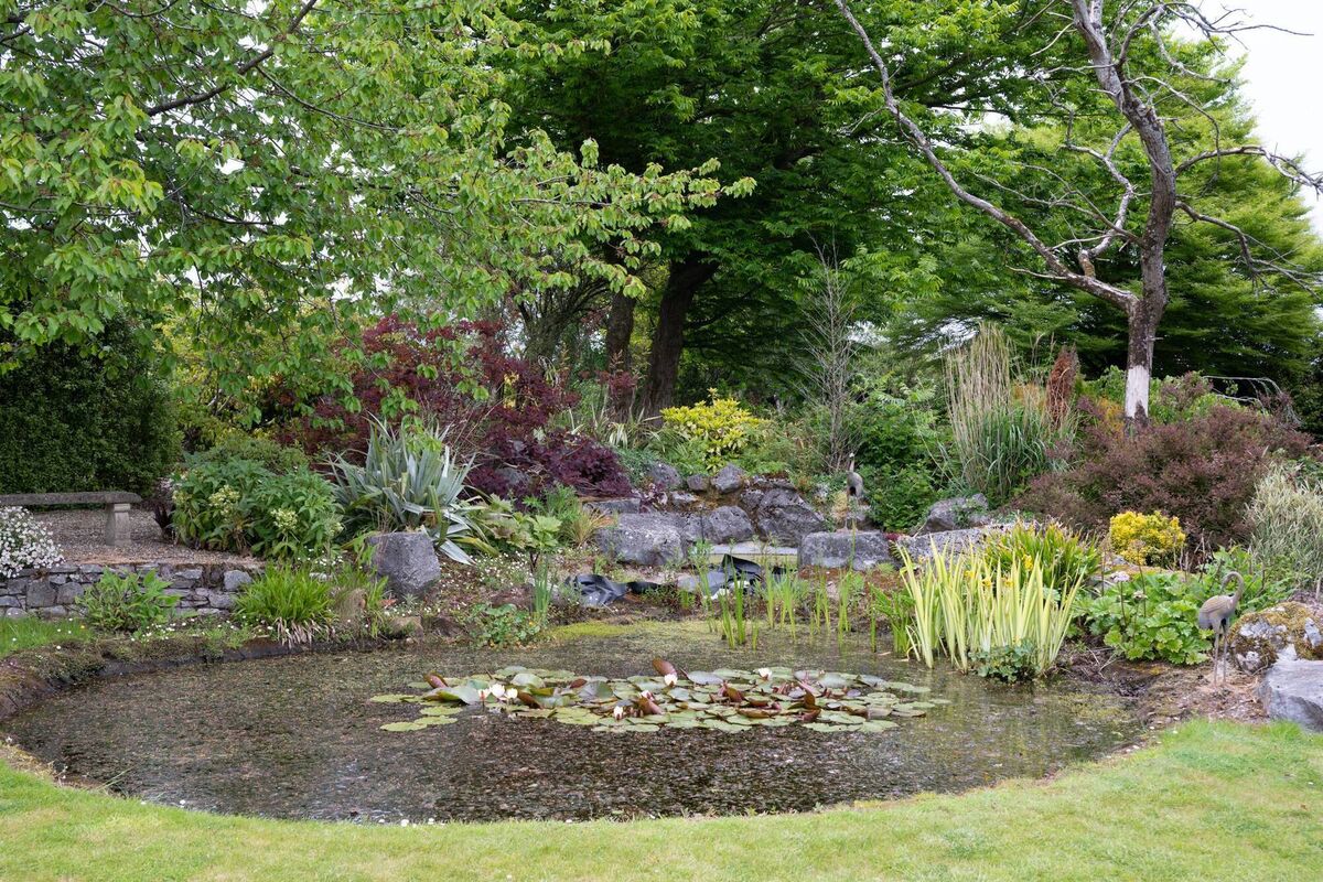 Stunning koi pond