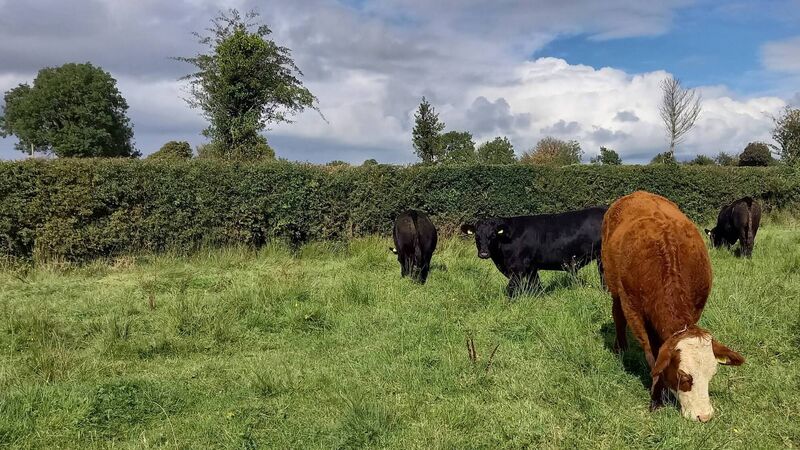 Irish Examiner view: We need to eradicate TB for good