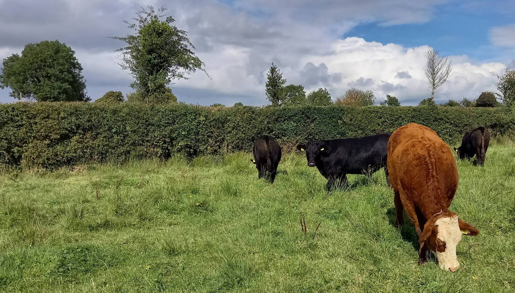 Reduce the risk of spreading TB from neighbouring herd owners by ensuring all boundary fences are stockproof thus preventing close contact of stock.