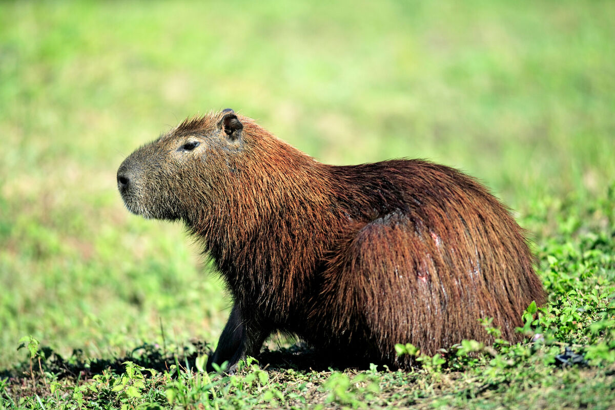 Capybara (Hydrochoerus hydrochaeris) in the Pantanal wetland, Brazil, South America