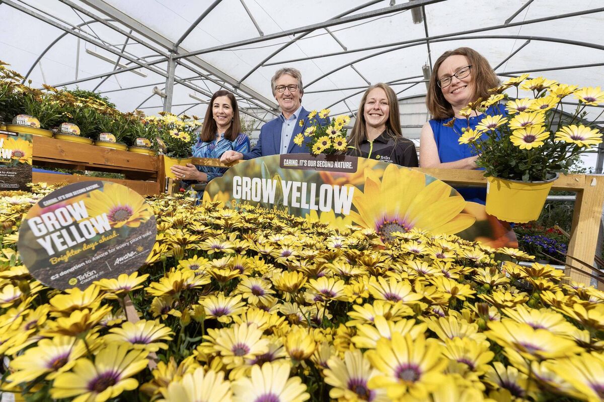 A vibrant yellow-blooming Osteospermum or African Daisy plants are available now in all 15 Tirlán CountryLife branches with €2 for every plant sold donated to support Aware’s support services. Photo: Finbarr O’Rourke