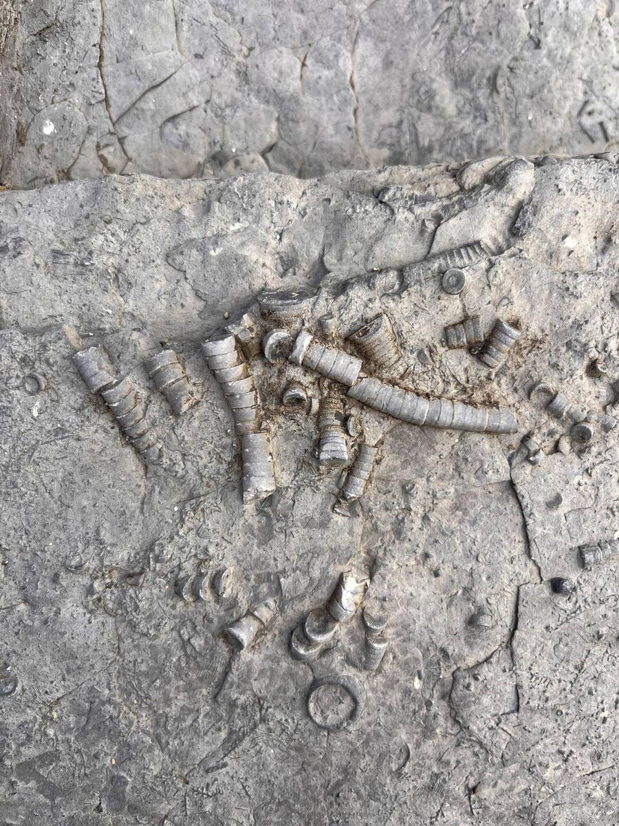 Crinoid stems