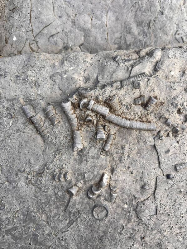 Crinoid stems