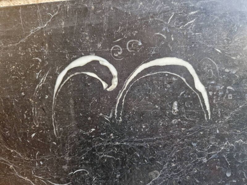  Brachiopod arc