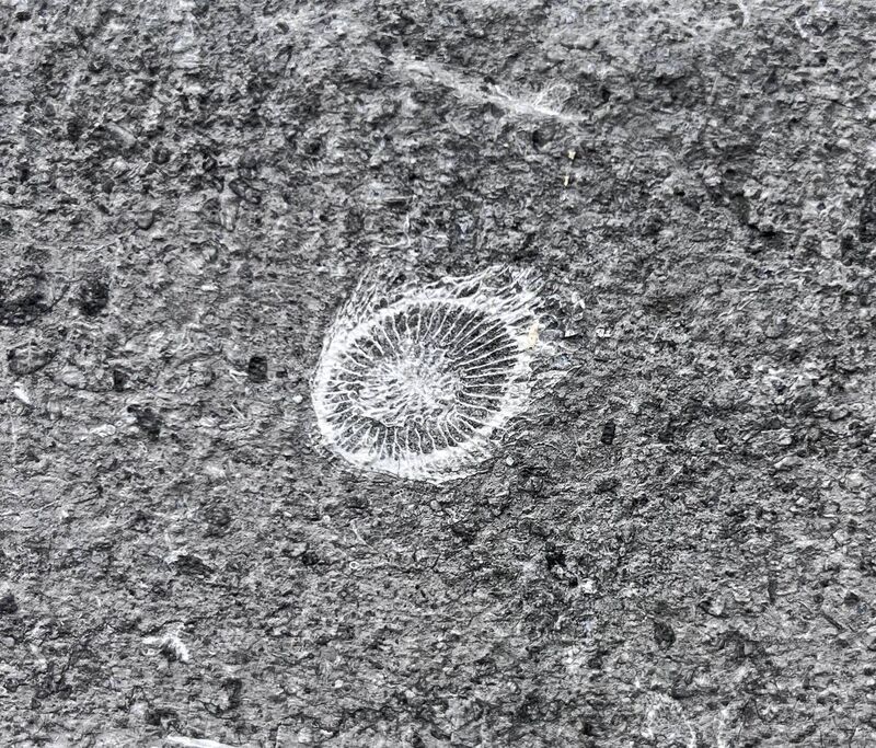 Solitary coral (cross-section)