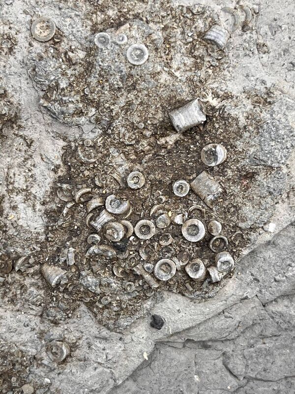 Crinoid ossicles