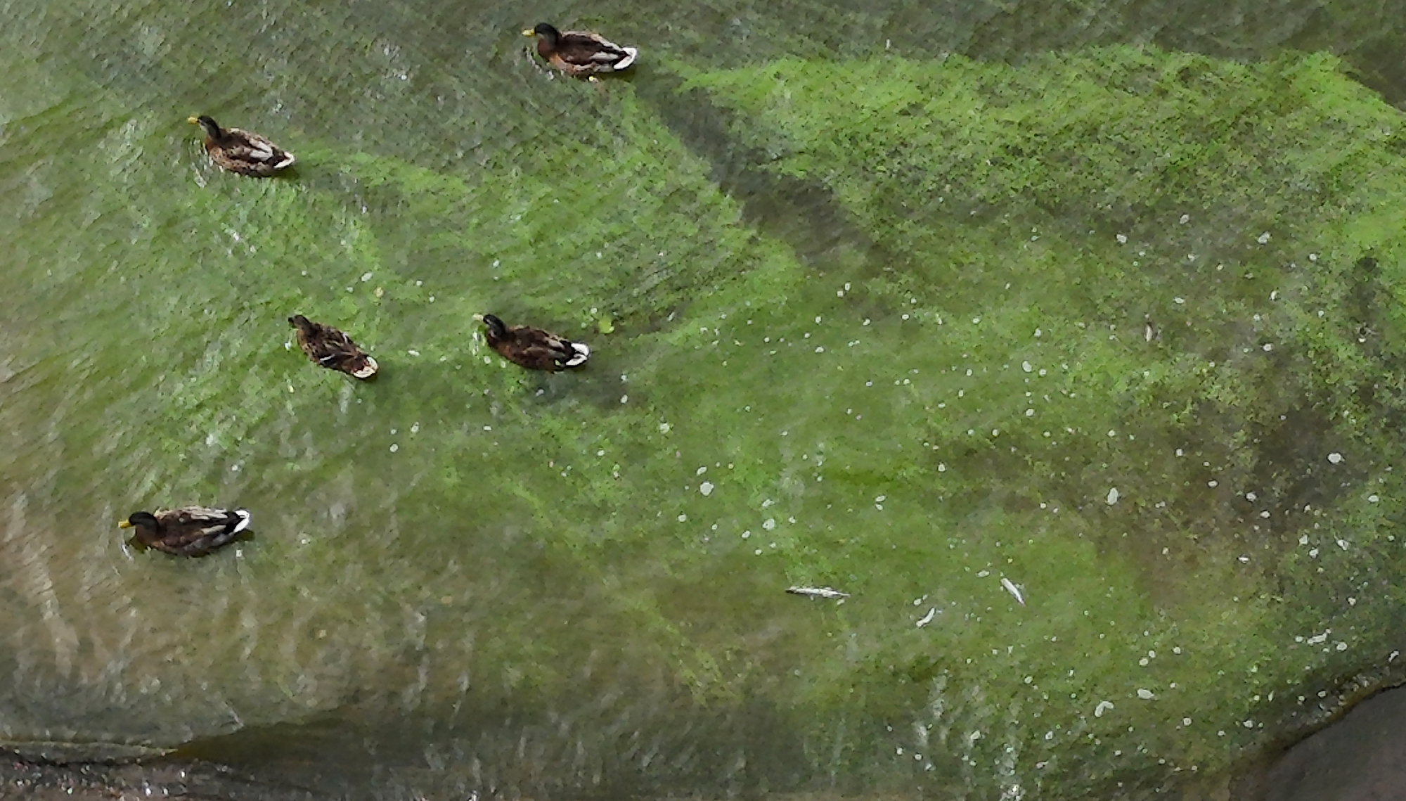 Many lakes in the Republic at risk of same algal blooms blighting the North's Lough Neagh, EPA warns
