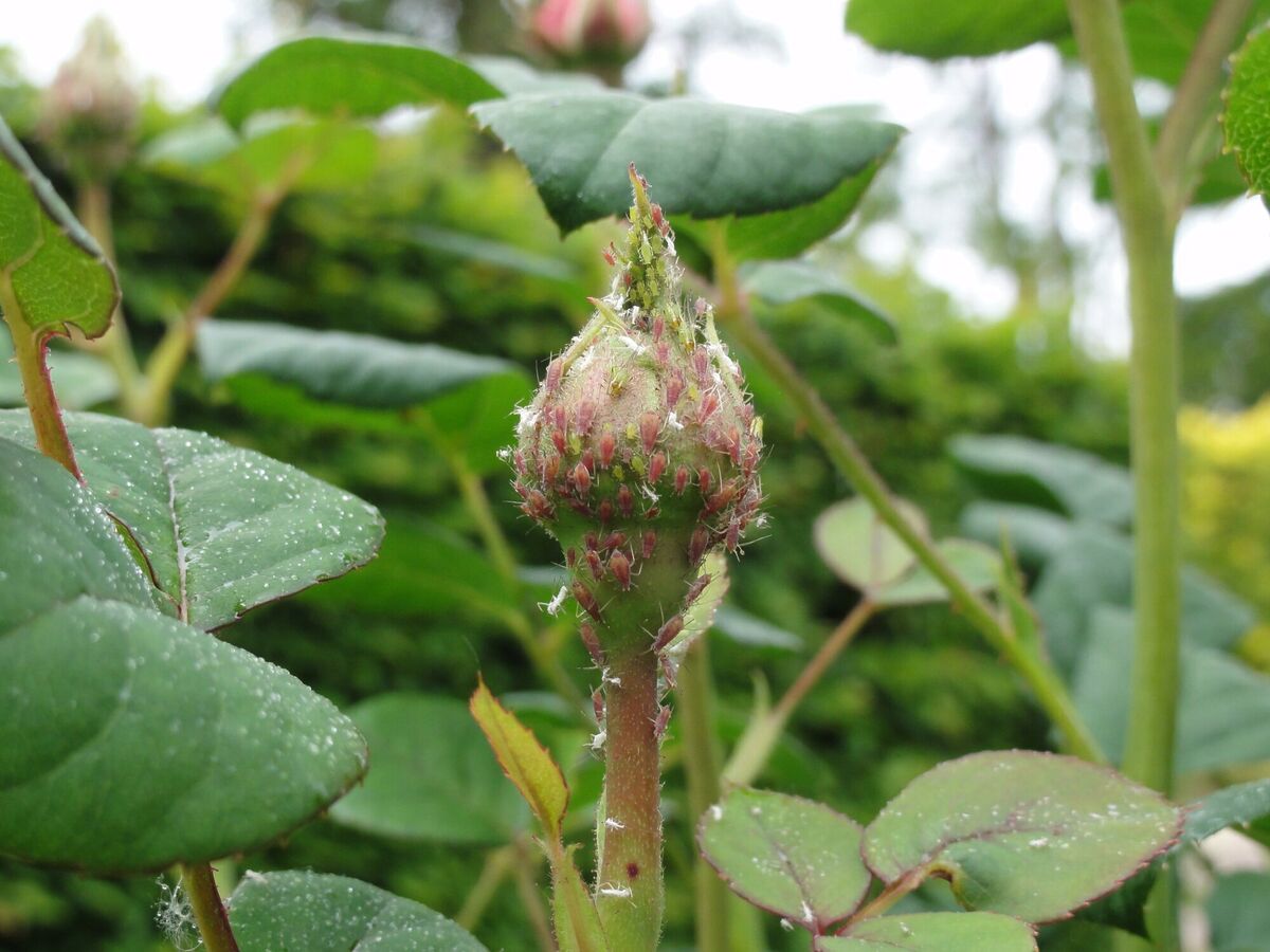 Aphids on a rose bud. Picture: Rachael Tanner/RHS/PA Aphids on a rose bud. Picture: Rachael Tanner/RHS/PA