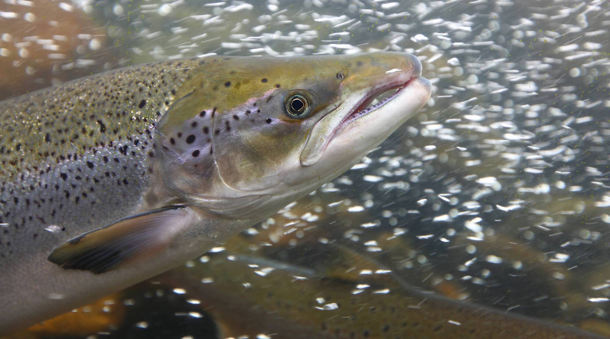 Uncle and nephew fined for illegal salmon fishing near West Cork island